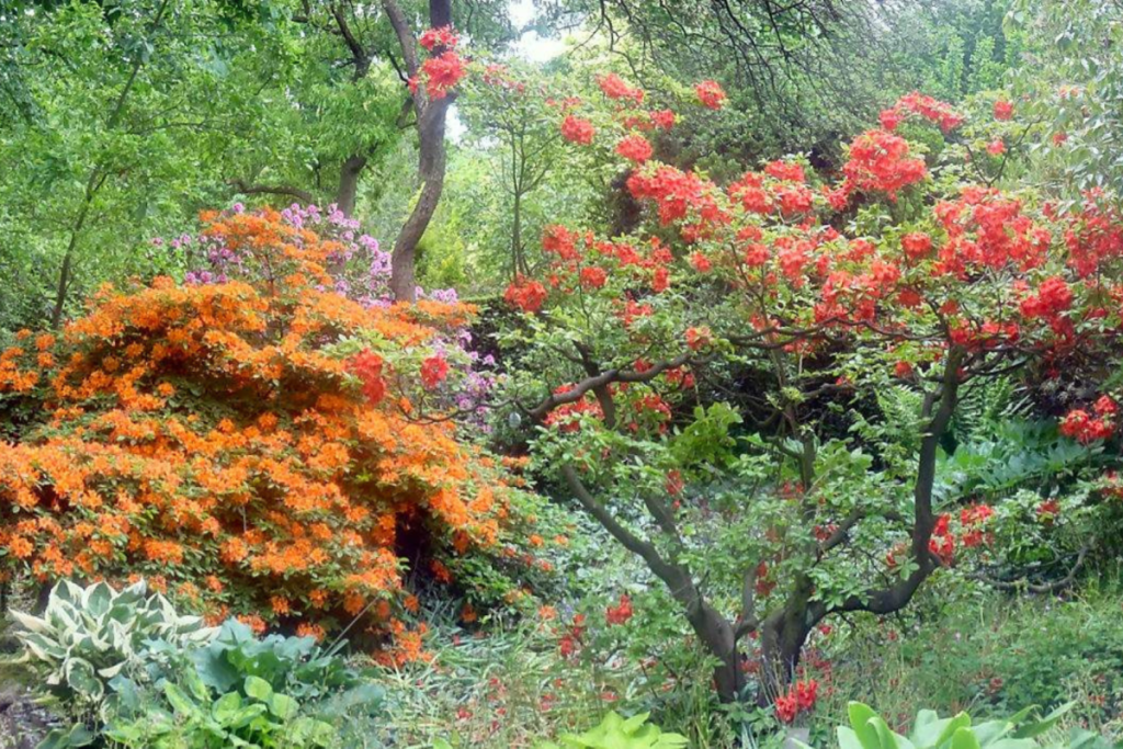 Orange und rot blühende Rhododendren und Azaleen im Arboretum von Trompenburg.