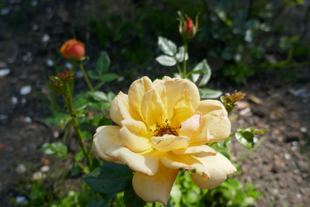 Nahaufnahme einer gelb-orange blühenden Rose im Botanischen Garten von Trompenburg.