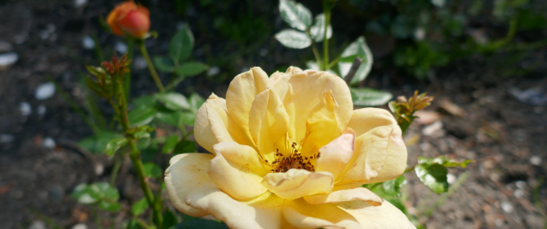 Dit botanische park op 1 uur van Amsterdam herbergt duizenden zeldzame planten én een verborgen privébibliotheek: gratis met je Museumkaart