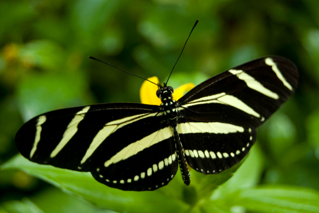 Hortus Botanicus Zebrafalter