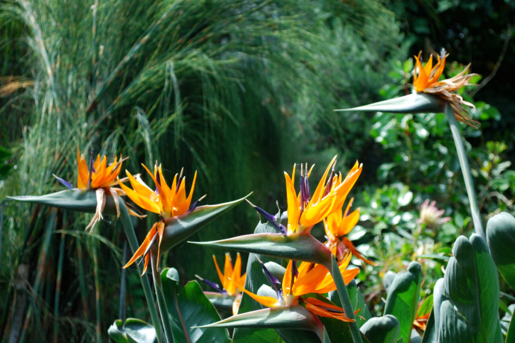 Blühende orangefarbene Paradiesvogelblumen (Strelitzia reginae) im Hortus Botanicus Amsterdam