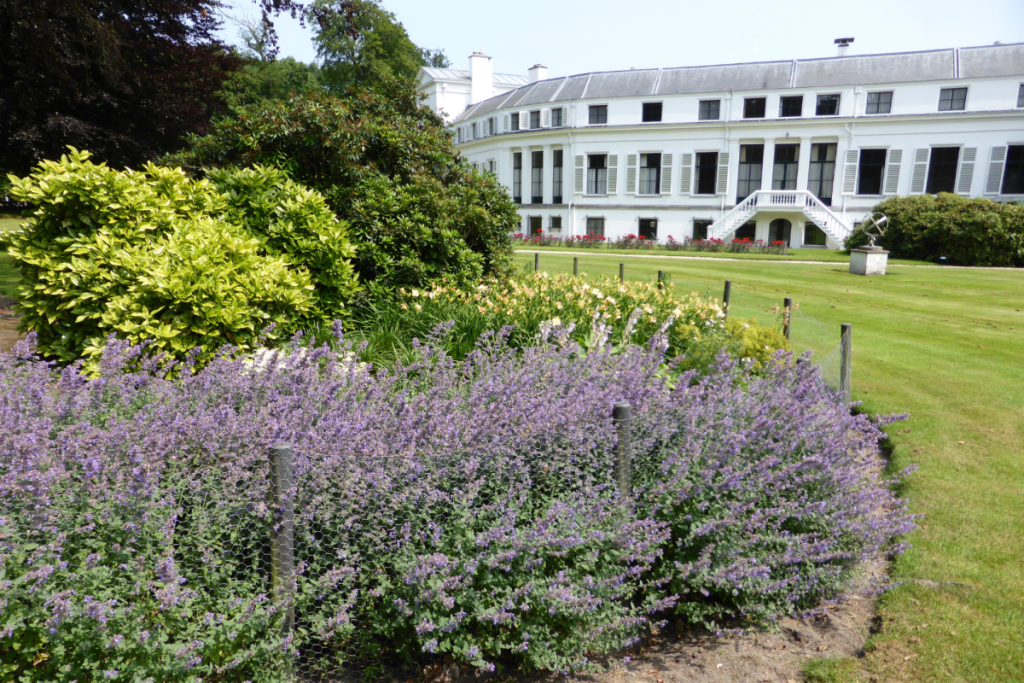 Blumenbeet mit violettem Katzenminze im Vordergrund und der weißen Fassade des Palasts Soestdijk im Hintergrund.