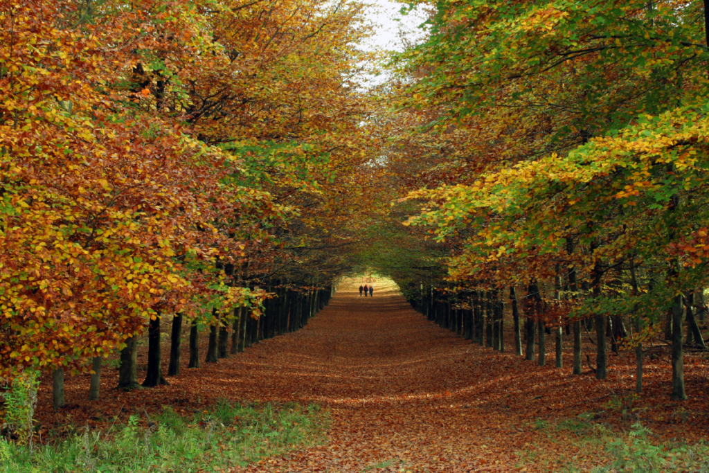 Wanderer spazieren im Nationalpark Veluwezoom durch eine stattliche Buchenallee, die mit goldgelben Herbstblättern übersät ist.