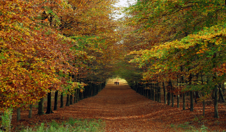 75 Autominuten von Amsterdam entfernt liegt der älteste Nationalpark der Niederlande: 5.000 Hektar märchenhafte Herbstfarben und malerische Hügel