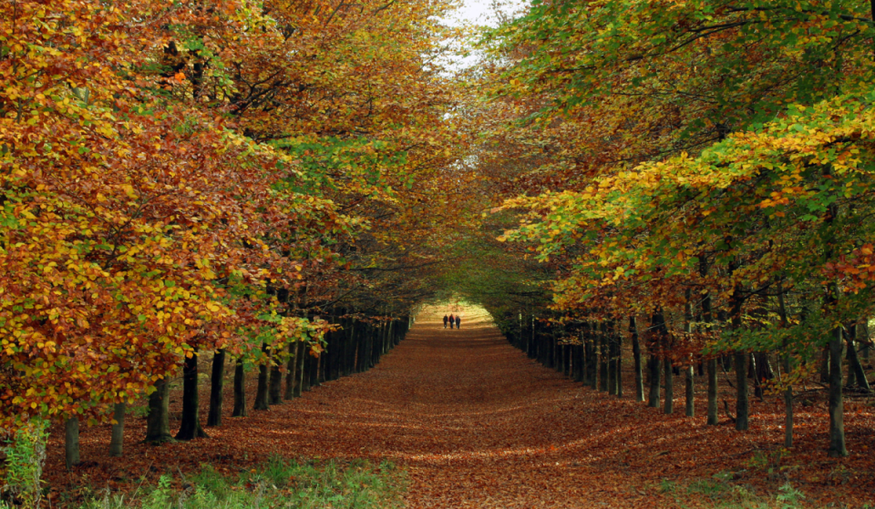 75 Autominuten von Amsterdam entfernt liegt der älteste Nationalpark der Niederlande: 5.000 Hektar märchenhafte Herbstfarben und malerische Hügel