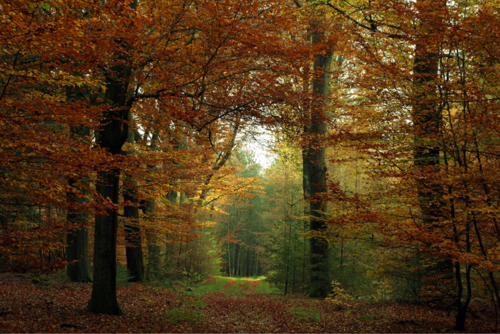 Sonnenstrahlen fallen durch das sich verfärbende Blätterdach auf einen Waldweg in den Herbstwäldern des Veluwezooms.
