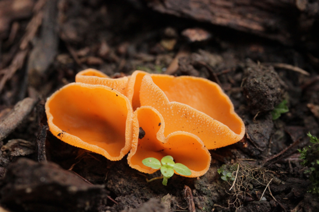 Nahaufnahme von leuchtend orangefarbenen Becherpilzen auf dem feuchten Waldboden von De Groote Peel.