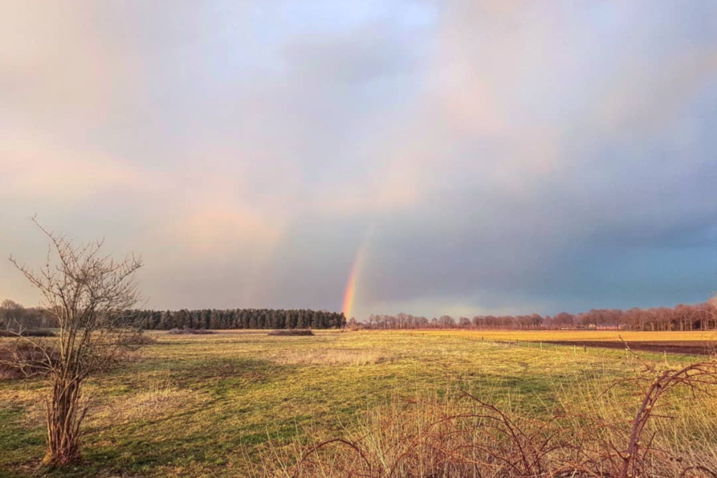 Ein ländliches Feld mit einem Regenbogen am Horizont und einem Busch im Vordergrund.