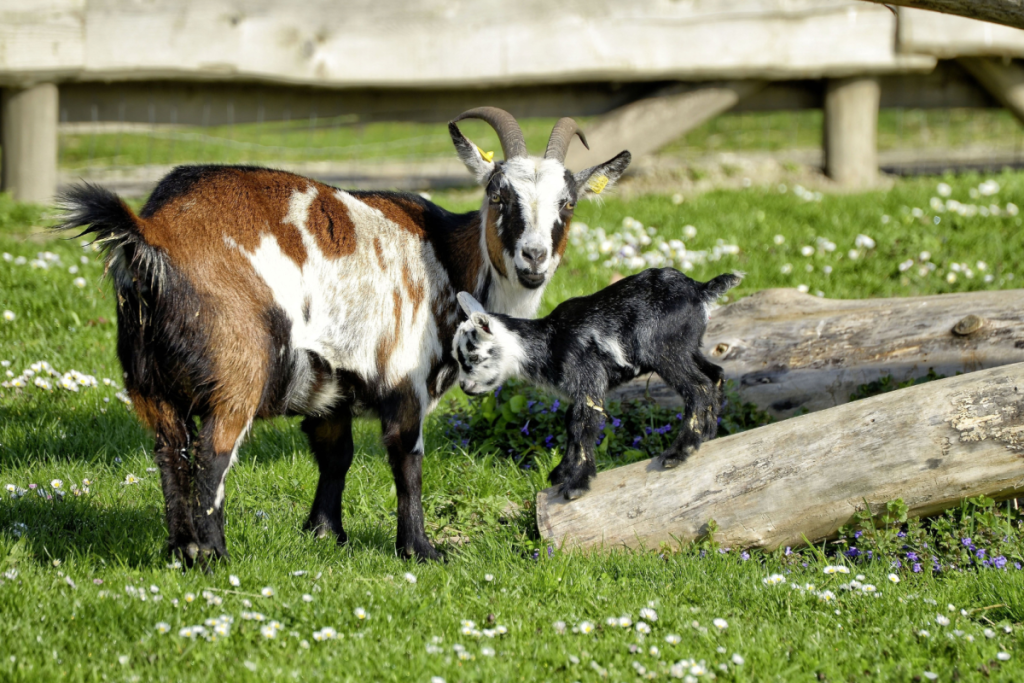 Eine bunte Ziege und ein kleines schwarz-weißes Zicklein, die zusammen auf der Wiese neben einem Holzzaun stehen.