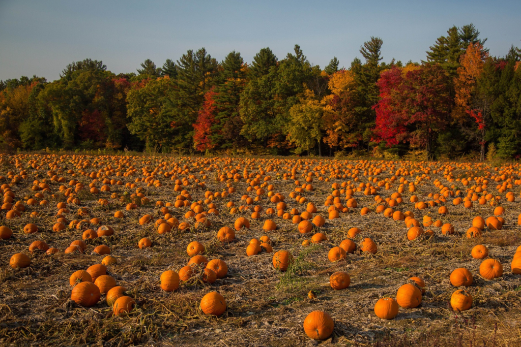 Ein großes Feld voller orangefarbener Kürbisse auf dem Bauernhof mit Herbstbäumen im Hintergrund – perfekt für einen Ausflug