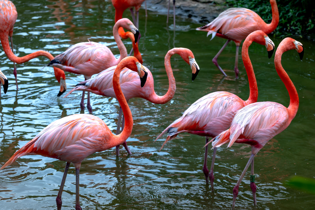 Eine Gruppe rosa Flamingos, die im Wasser stehen
