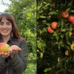 Äpfel pflücken auf dem Landgut „De Olmenhorst“ bei Amsterdam