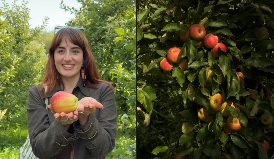 Äpfel pflücken auf dem Landgut „De Olmenhorst“ bei Amsterdam