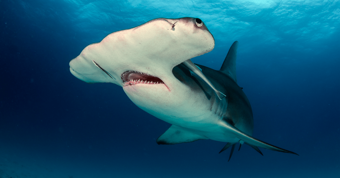 Dive Into A Tank Of Sharks At Georgia Aquarium's Coming Exhibit