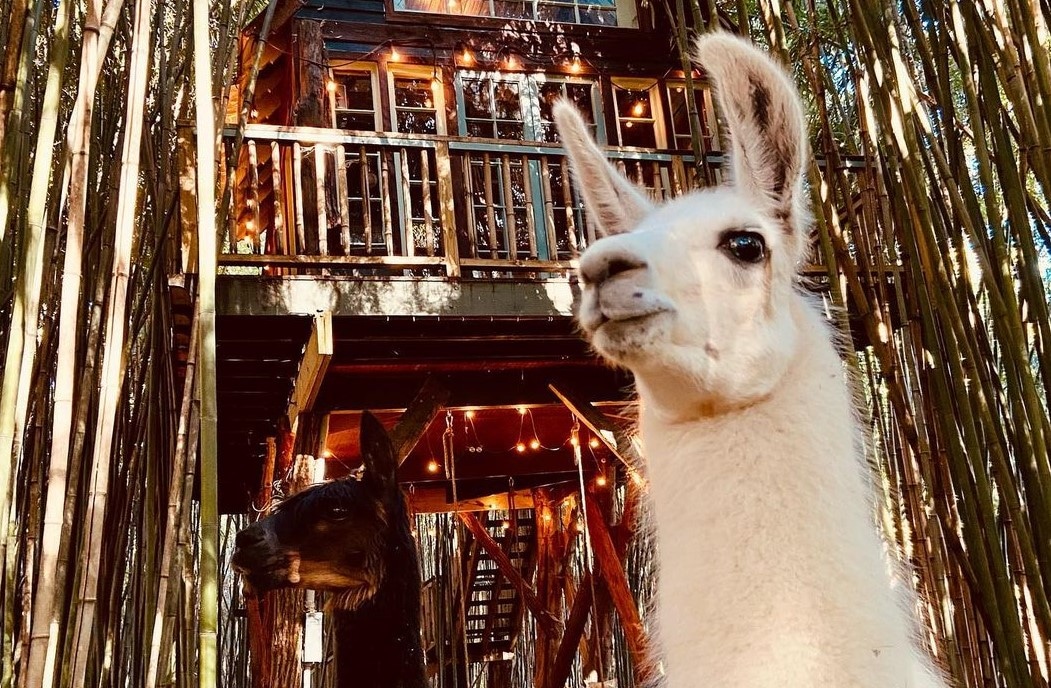 トップス 23AW AUBERGE NEST LLAMA 23AW AUBERGE NEST LLAMA