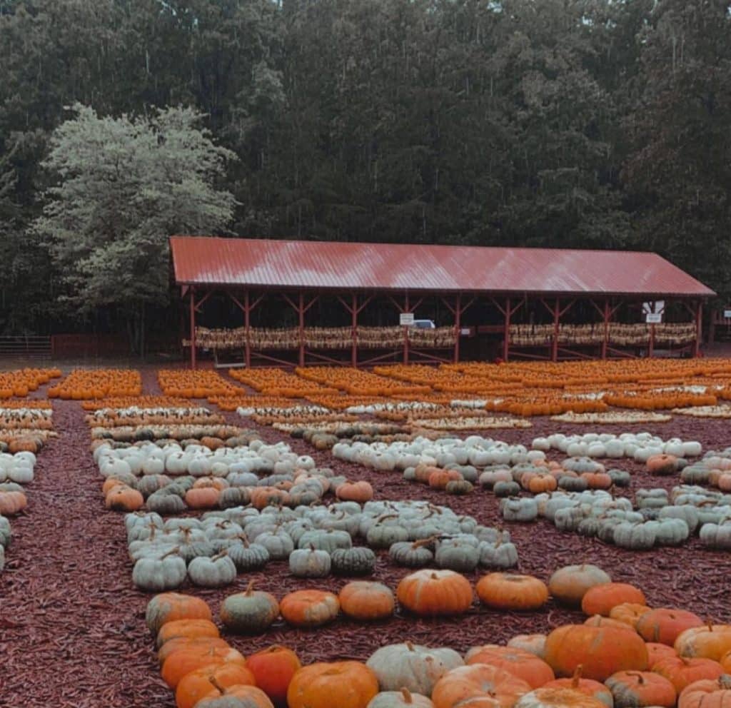 campo de calabazas