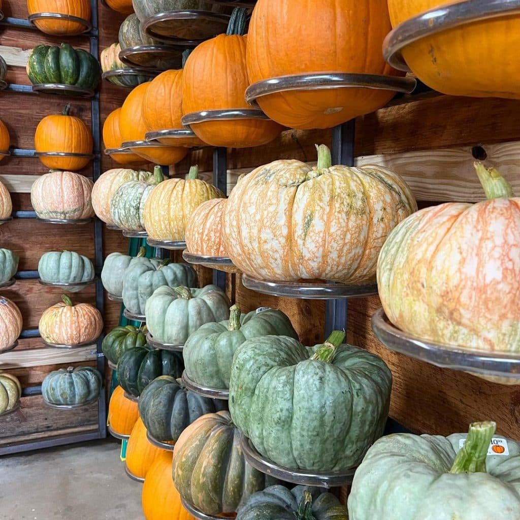 Pumpkin patch at Atlanta's beloved Jaemor Farms