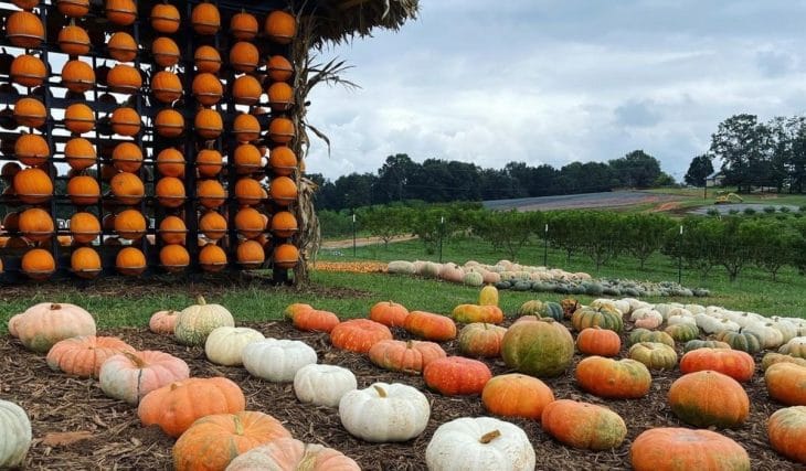7 perfect pumpkin patches in and around Atlanta this fall — Here’s where to get your perfect pumpkin
