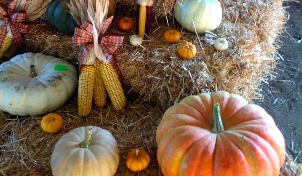 Mitcham Farm Is Gearing Up For Fall With An Awesome Pumpkin Patch & Corn Maze