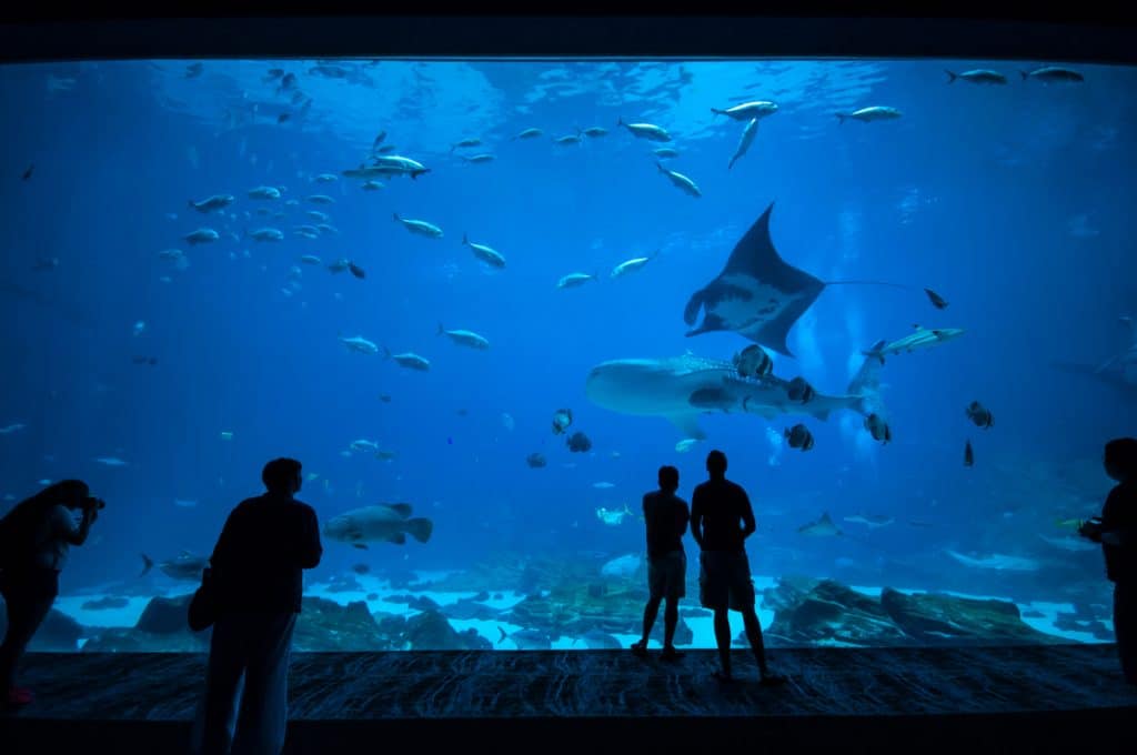 kids standing at an aquarium