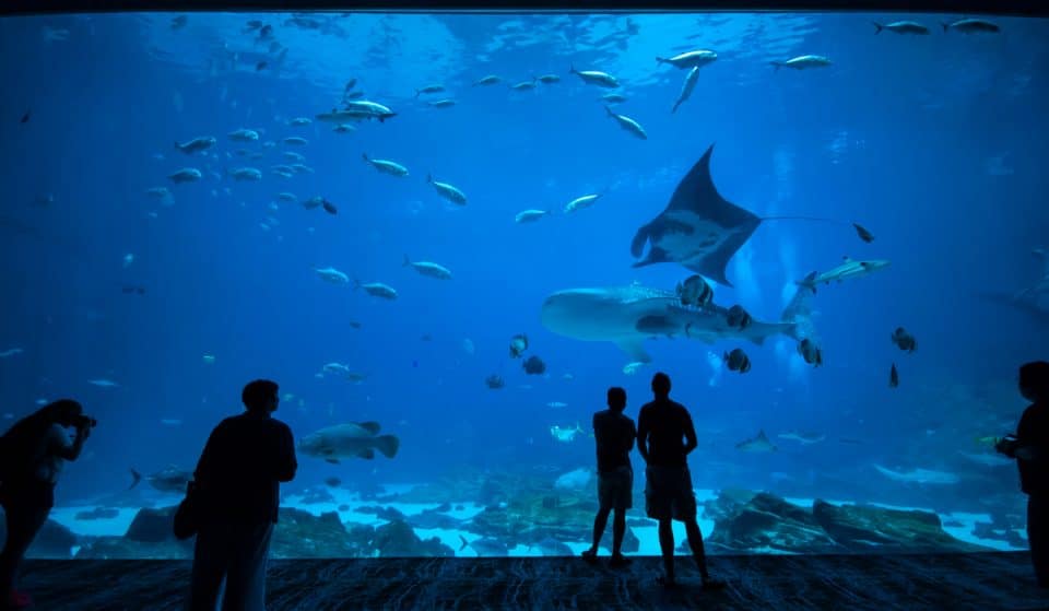 Noticia de última hora: ClassPass añade atracciones y experiencias a su app, incluido un famoso lugar emblemático de Atlanta. Usa tus créditos de ClassPass para vivir la magia del Georgia Aquarium