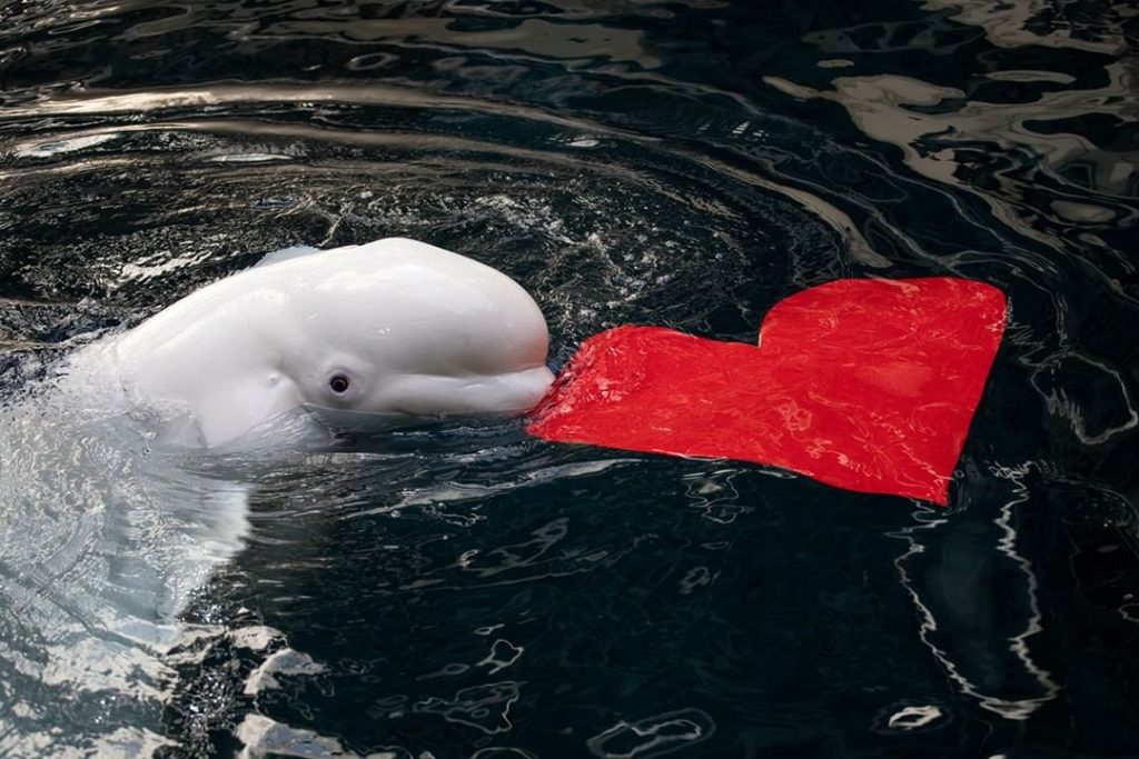Valentine's Day at Atlanta's iconic Georgia Aquarium