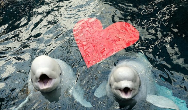 Dos belugas rescatadas de un zoológico canadiense cerrado por fin están en casa en el Acuario de Georgia: te presentamos a Balor y Zephyr