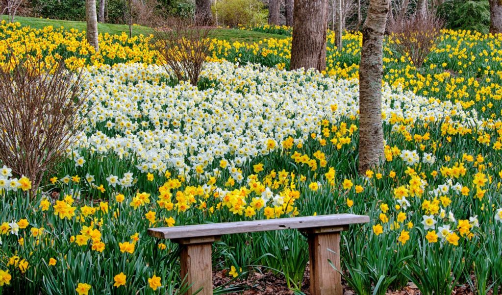 jardín de narcisos