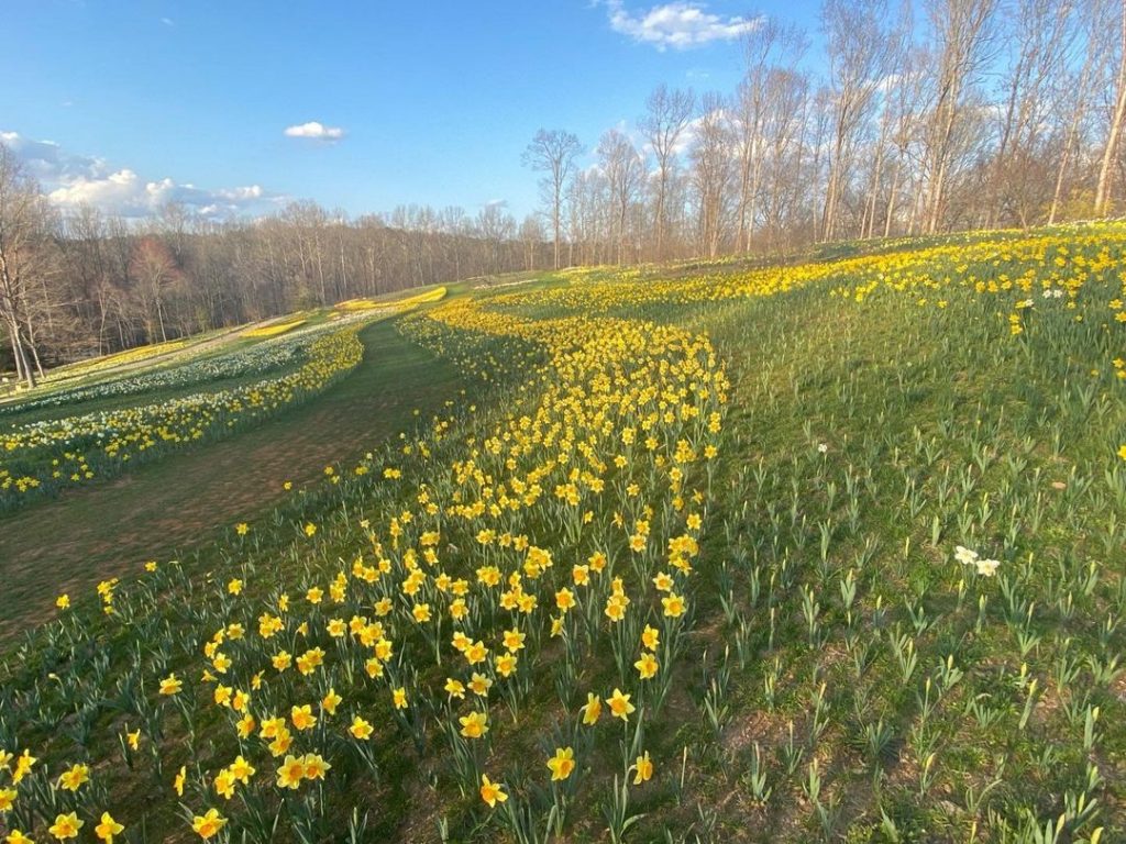Daffodil ColorFest en Gibbs Gardens