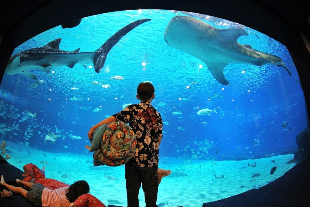 Noche de pijamas en el Acuario de Georgia