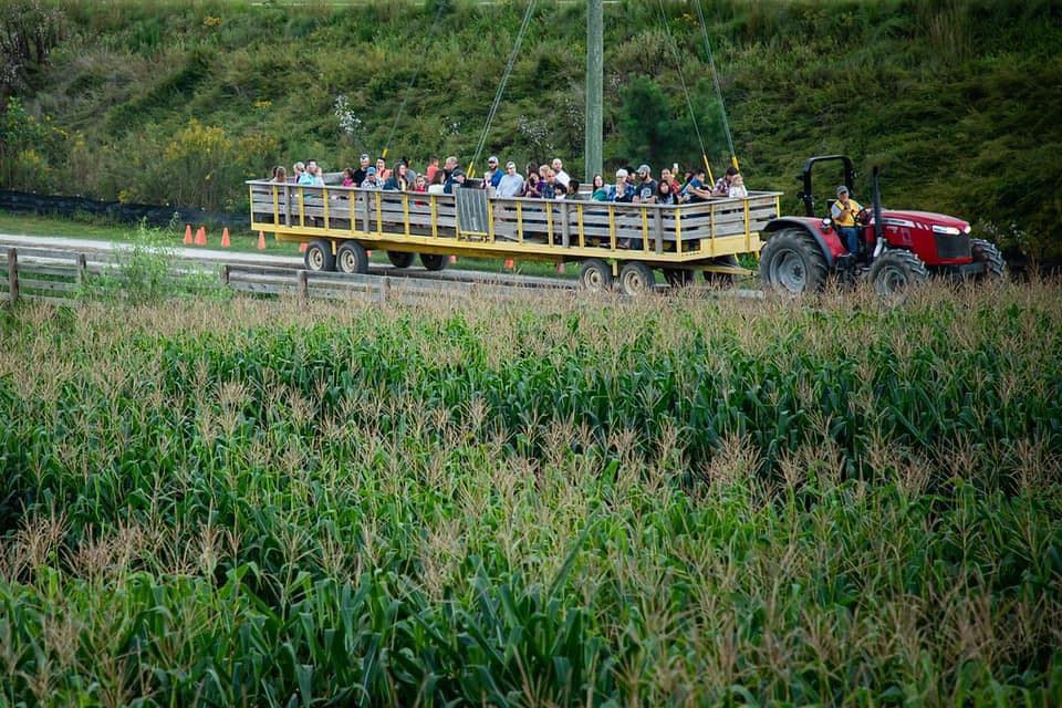 Hay rides by the corn maze at Atlanta's Buford Corn Maze