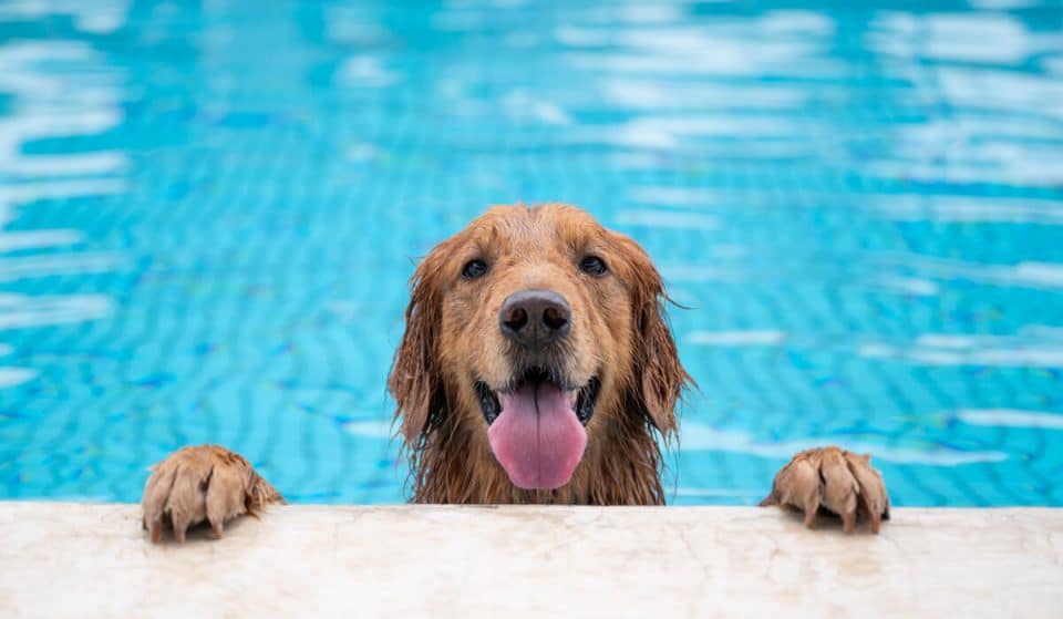 This Awesome Dog Pool Party Is Making Its Anticipated Return To Piedmont Park