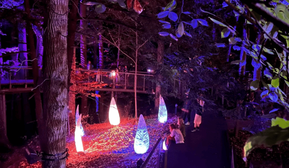This Luminescent Wonderland Is Returning To Atlanta For The Holidays With More Dazzling Lights &#038; Colors Than Ever Before — Here&#8217;s How To Explore The Magic Of Nature At WildWoods: AGLOW