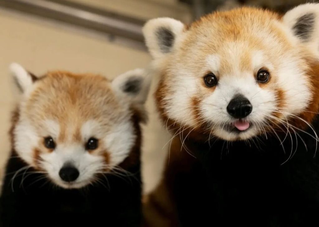 Los pandas rojos del Zoo de Atlanta