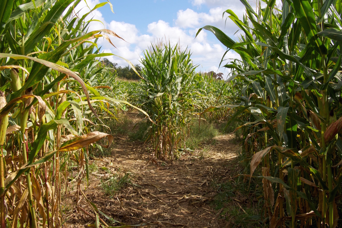 This GA Corn Maze Is 1 Of The '10 Best Corn Mazes In The U.S.'