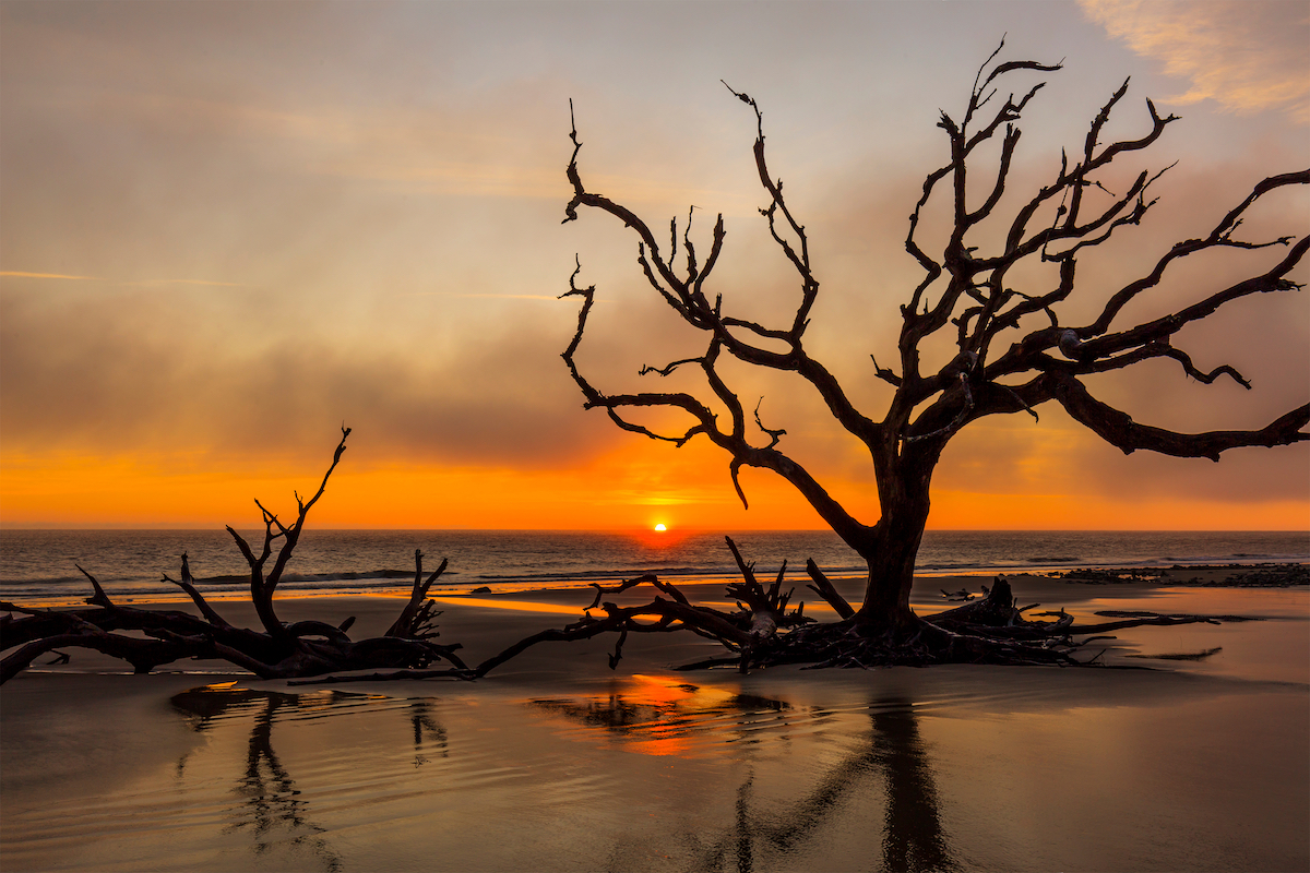 Driftwood and dead tree on an Atlantic Ocean beach at sunrise - Jekyll Island, Georgia