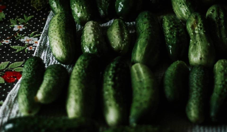 Georgia Grown Cucumbers Are Declared Safe &#038; &#8216;Not Impacted&#8217; By Bednar Growers Recall
