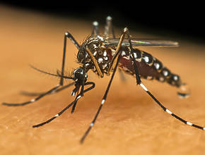 Un mosquito de Grant Park da positivo en el virus del Nilo Occidental: esto es lo que tienes que saber