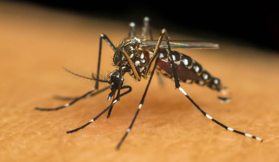 Mosquito in Grant Park tests positive for West Nile virus — Here’s what you need to know