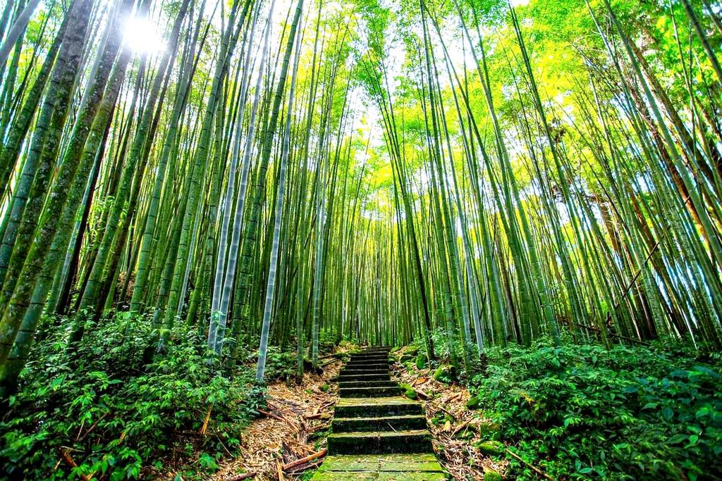 Este mágico bosque de bambú está escondido en un sendero de Atlanta y es el lugar perfecto para una excursión