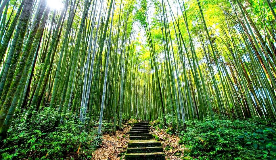 This Magical Bamboo Forest Is Tucked Away On An Atlanta Trail &#038; It&#8217;s The Perfect Spot For A Hike