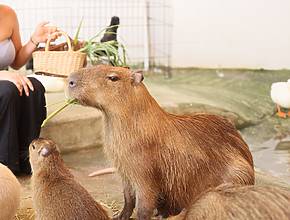 This Adorable Capybara Café Just Opened 90 Minutes From Atlanta — Here’s Where You Can Feed &#038; Cuddle The Internet’s Favorite Rodent
