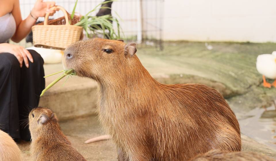 This Adorable Capybara Café Just Opened 90 Minutes From Atlanta — Here’s Where You Can Feed &#038; Cuddle The Internet’s Favorite Rodent
