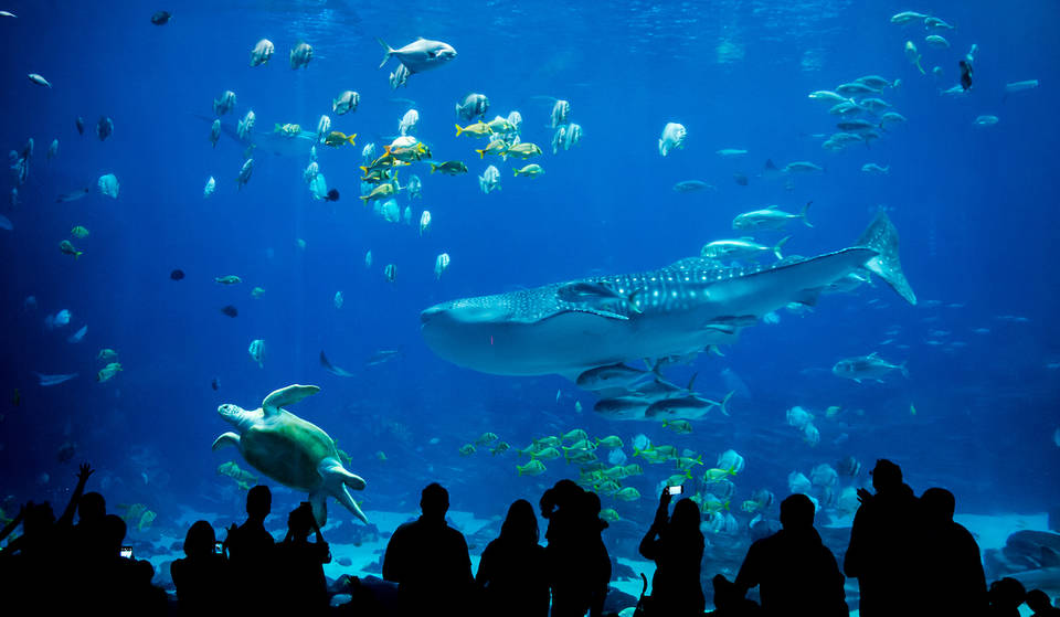 Taroko, One Of Atlanta’s Beloved Whale Sharks, Has Passed Away At The Georgia Aquarium