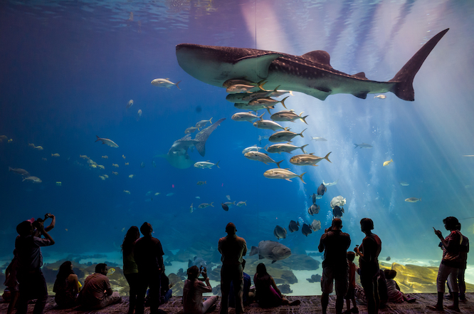 ATLANTA, GEORGIA - August 2:Interior of Georgia Aquarium with the people, the world's largest aquarium holding more than 8 million gallons of water in Atlanta, Georgia on August 2, 2014