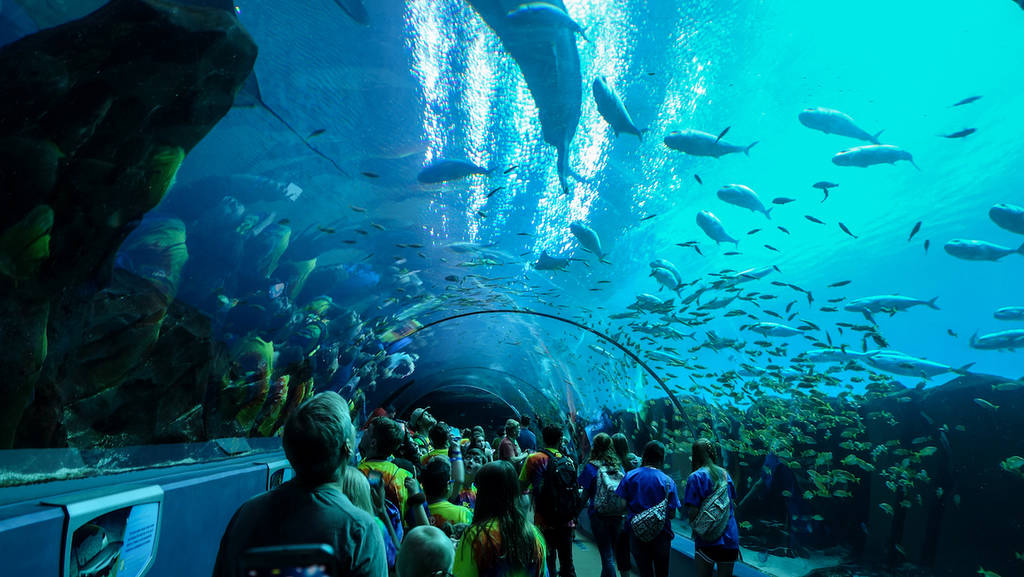 Acuario de Georgia con un tanque elevado