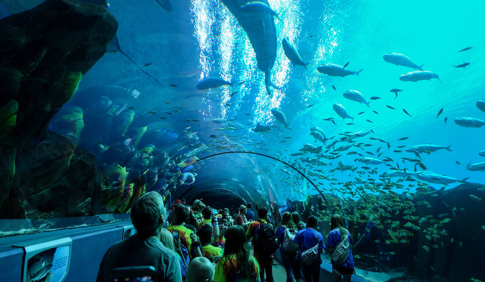 Hoy, 28 de agosto, es su última oportunidad para conseguir entradas de $ 20 para el Acuario de Georgia para celebrar su 20 aniversario – Aquí es cómo conseguir el tuyo