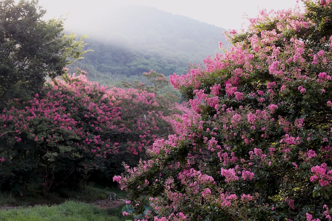 Baekilhong(Zinnia) in Myeongokheon in Damyang,.