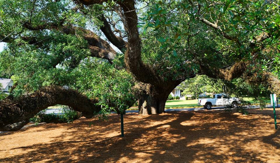 Georgia&#8217;s Adorable &#8216;City Of Roses&#8217; Is Just 3.5 Hours From Atlanta &#038; It&#8217;s Home To One Of The Country&#8217;s Oldest Oak Trees, Which Has A Whopping Circumference Of Over 26-Feet