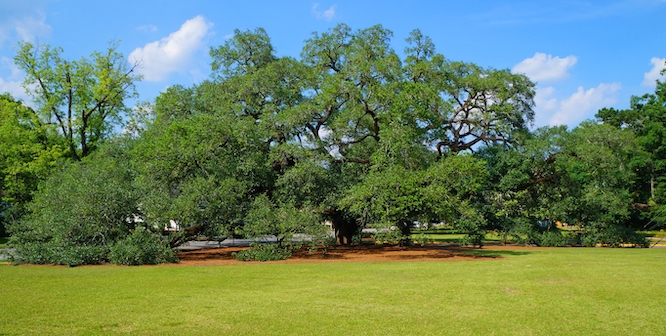 "The Big Oak" tree in Thomasville Georgia